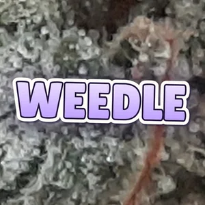 Weedle Cannabis Strain