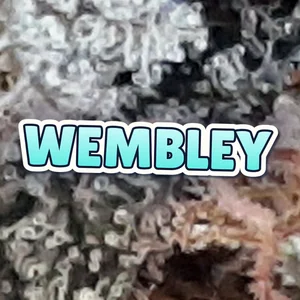 Wembley Cannabis Strain