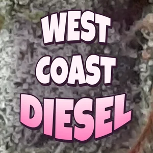 West Coast Diesel Cannabis Strain