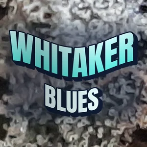 Whitaker Blues Cannabis Strain
