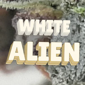 White Alien Cannabis Strain