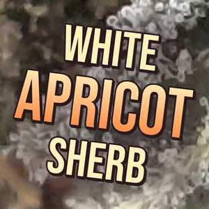 White Apricot Sherb Cannabis Strain