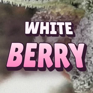 White Berry Cannabis Strain