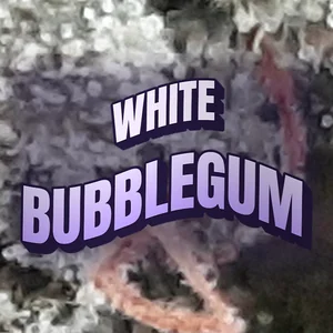White Bubblegum Cannabis Strain
