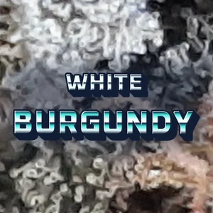 White Burgundy Cannabis Strain