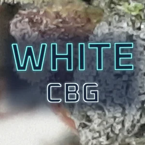 White CBG Cannabis Strain