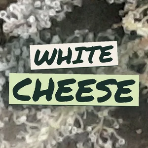 White Cheese Cannabis Strain