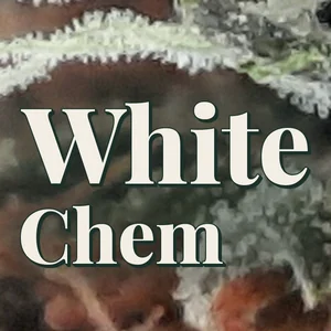 White Chem Cannabis Strain