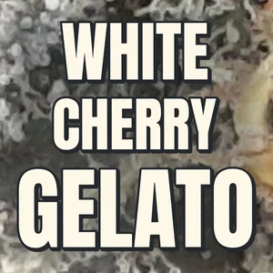 White Cherry Gelato Cannabis Strain