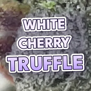 White Cherry Truffle Cannabis Strain