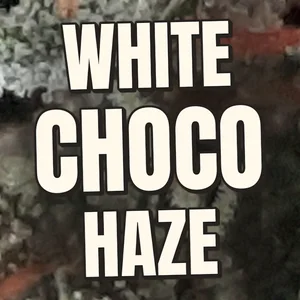 White Choco Haze Cannabis Strain