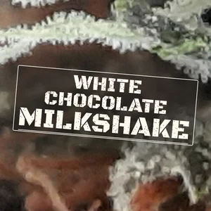 White Chocolate Milkshake Cannabis Strain