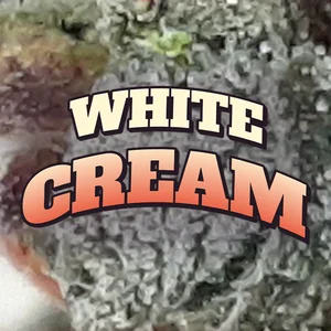 White Cream Cannabis Strain