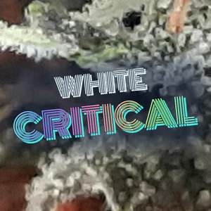 White Critical Cannabis Strain