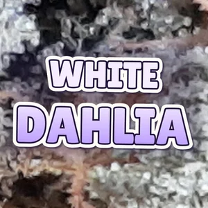 White Dahlia Cannabis Strain