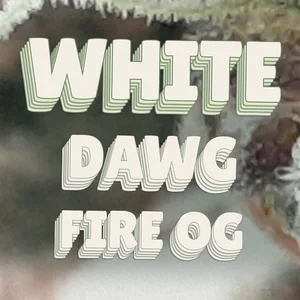 White Dawg Fire OG Cannabis Strain
