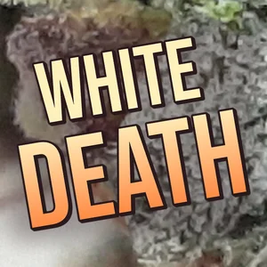 White Death Cannabis Strain