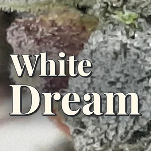 White Dream Cannabis Strain