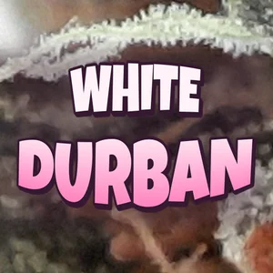 White Durban Cannabis Strain