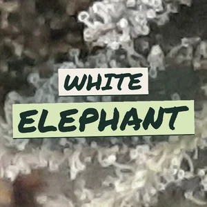 White Elephant Cannabis Strain