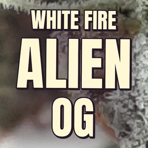 White Fire Alien OG Cannabis Strain