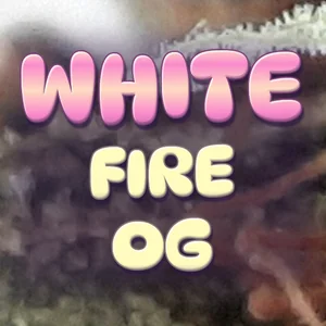White Fire OG Cannabis Strain