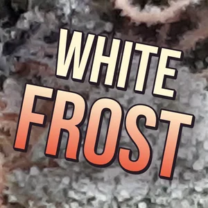 White Frost Cannabis Strain