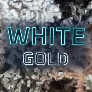 White Gold Cannabis Strain