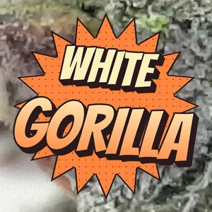 White Gorilla Cannabis Strain