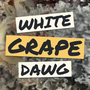 White Grape Dawg Cannabis Strain