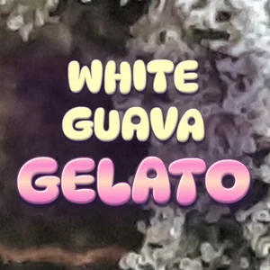 White Guava Gelato Cannabis Strain