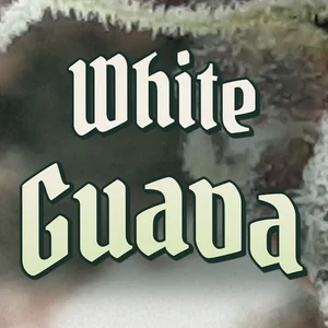White Guava Cannabis Strain