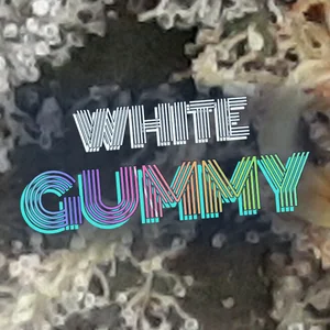 White Gummy Cannabis Strain