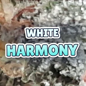White Harmony Cannabis Strain