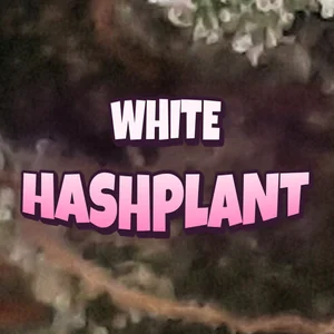 White Hashplant Cannabis Strain