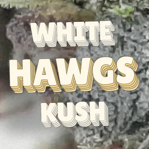 White Hawgs Kush Cannabis Strain
