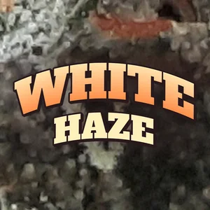 White Haze Cannabis Strain
