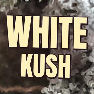 White Kush Cannabis Strain