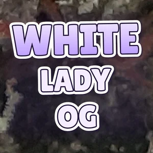 White Lady OG Cannabis Strain