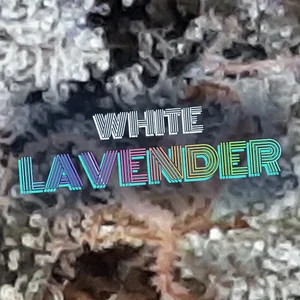 White Lavender Cannabis Strain