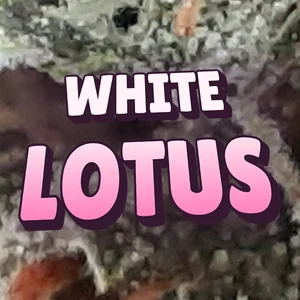 White Lotus Cannabis Strain