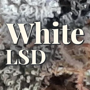 White LSD Cannabis Strain