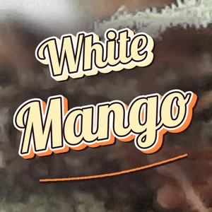 White Mango Cannabis Strain