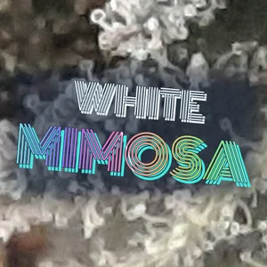 White Mimosa Cannabis Strain