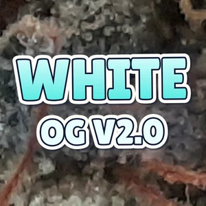 White OG V2.0 Cannabis Strain