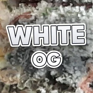 White OG Cannabis Strain