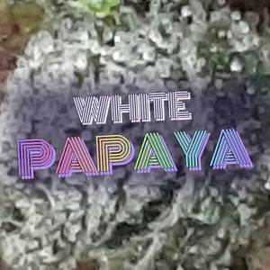 White Papaya Cannabis Strain
