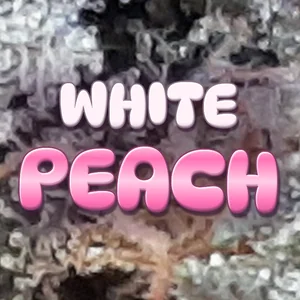 White Peach Cannabis Strain