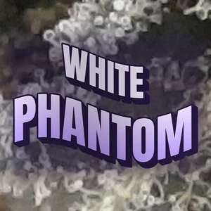 White Phantom Cannabis Strain