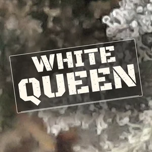 White Queen Cannabis Strain